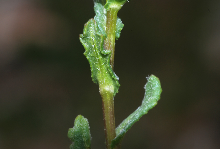 Dalla Sila : Senecio leucanthemifolius